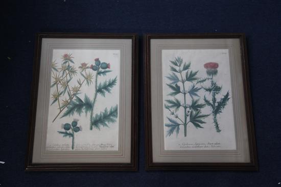 Johann Wilhelm Weinmann (1683-1741) Studies of thistles from Phytanthoza Iconographia 13.5 x 9in.